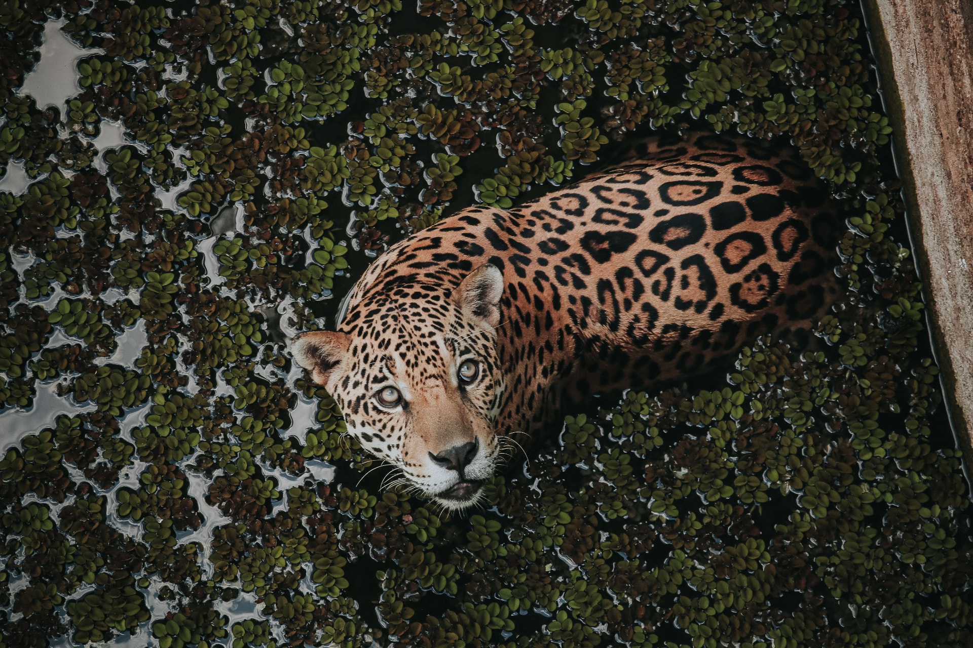 A jaguar resting in dark Amazon waters covered with floating leaves